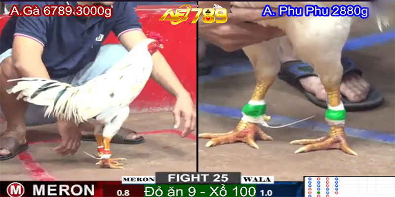 Đá Gà Thomo AE789 với nhiều trận đấu hấp dẫn