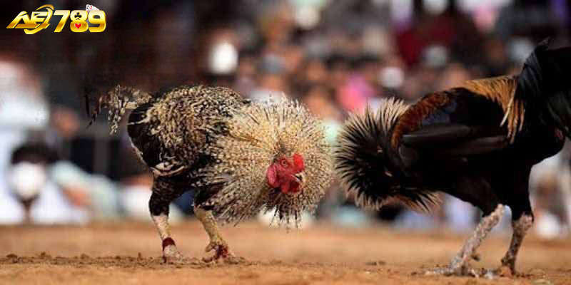 Đá Gà Thomo AE789 với nhiều loại gà được kê thủ yêu thích